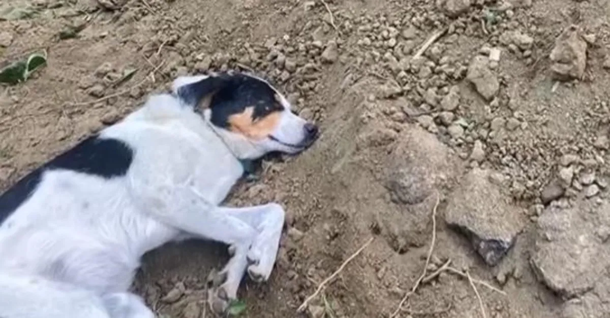 Köpek Teo’nun vefası! Mezarın başından bir an olsun ayrılmıyor