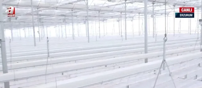 Erzurum’da jeotermal serada domates üretilecek! Türkiye’nin en yüksek rakımında üretim