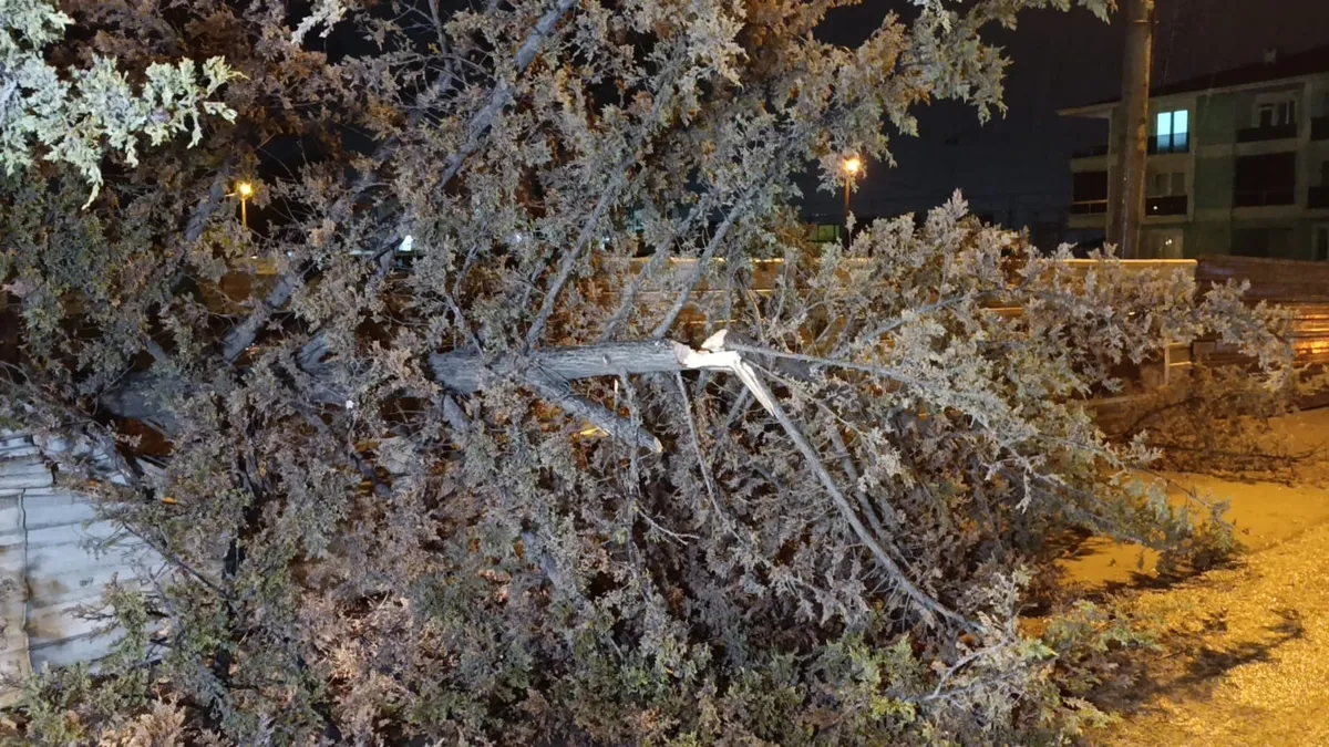 Kuvvetli rüzgar Bursa'da ağaçları devirdi: Detaylar burada