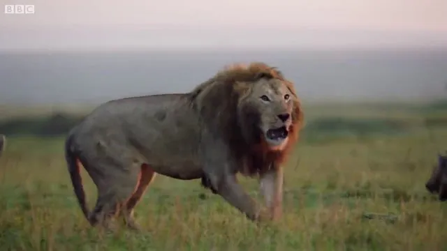 Sırtlanların arasında tek başına kalan aslanın mucize kurtuluşu! Son anda öyle şeyler oldu ki...