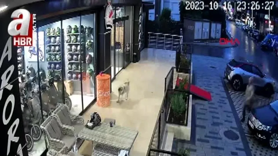 Avcılar’da pitbullu bıçaklı saldırgan kamerada!