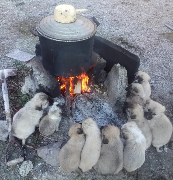 1639463721378.jpg Erzurum soğuğu köpekleri de vurdu! Tencere kaynadı onlar ısındı - 3
