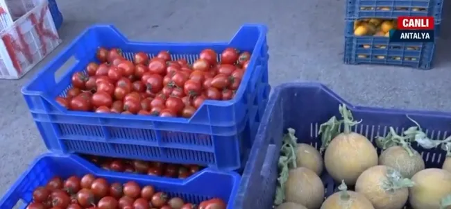 Sebze ve meyve fiyatlarında düşüş! Antalya halinde fiyatlar bir haftada yarı yarıya düştü