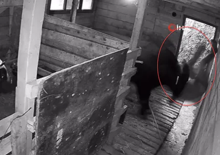 Kızgın boğa sahibine dehşeti yaşattı! 800 kiloluk Mosso böyle saldırdı 🐂