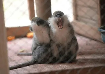 Akıllara durgunluk veren olay! Maymunlar ev basıp bir aylık bebeği kaçırdı