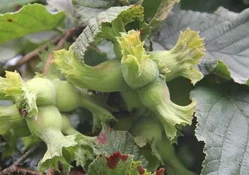 Fındıkta tarım sigortası tarihi uzatıldı