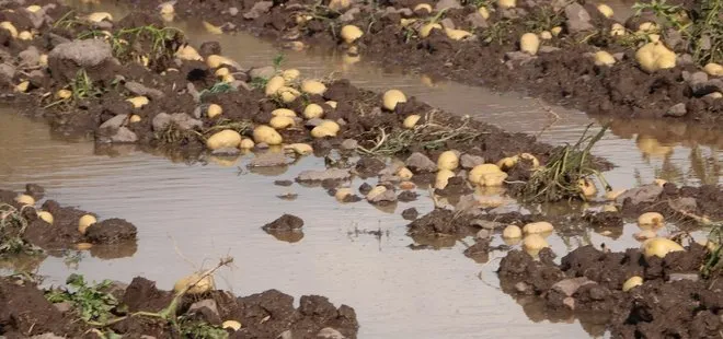 Afyonkarahir’da sel basan tarlada toplanmaya bekleyen 35 ton patates sular altında kaldı