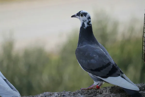 yeni-rota-belirleniyor-hedef-avrupa-1674728573588.jpg Yeni rota belirleniyor: Hedef Avrupa - 1