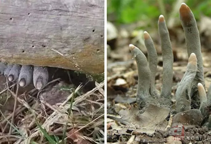 Ormanda yürüyüş yaparken karşısına çıktı! Ölü adamın parmakları kan dondurdu 9