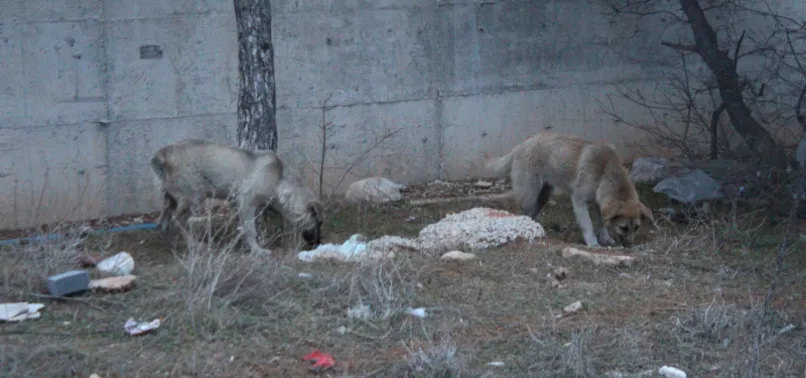Uşak'ta çöplükte 21 köpek ölü bulundu