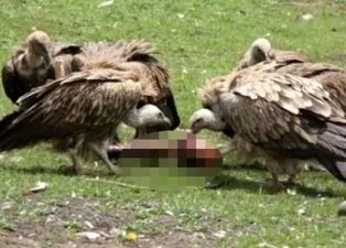 Tarih böyle vahşi gelenek görmedi! Hindistan'daki kabile ölülerini akbabalara yediriyor