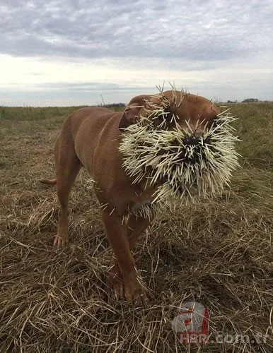 Onları görenler şaştı kaldı! 13