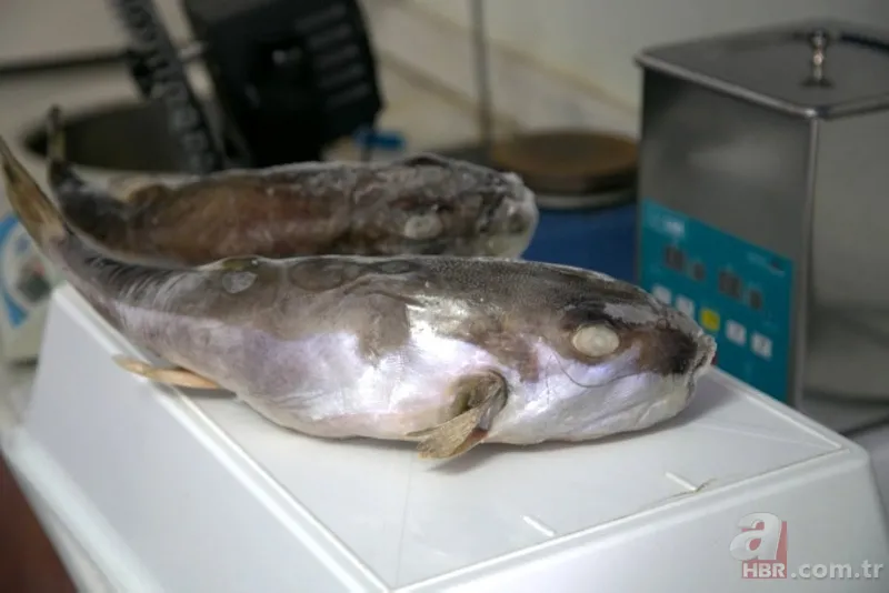 Balon balığı insana saldırır mı | Yiyen ölüyor! Binlerce insan bu balığı tanımıyor 10