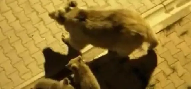 Sarıkamış merkezine inen boz ayı ve yavruları yiyecek aradı