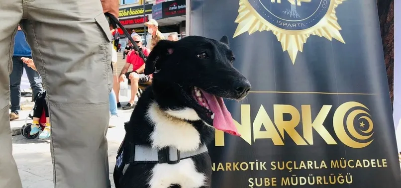 Narkotik köpeği Athena ilgi odağı oldu