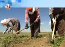 Çiftçi kayıt sistemine...