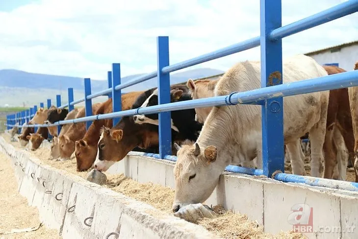 Kurbanlık fiyatları son dakika il il açıklandı: 2022 koyun, keçi, dana fiyatları ne kadar, kaç TL oldu? Büyükbaş, küçükbaş... 7