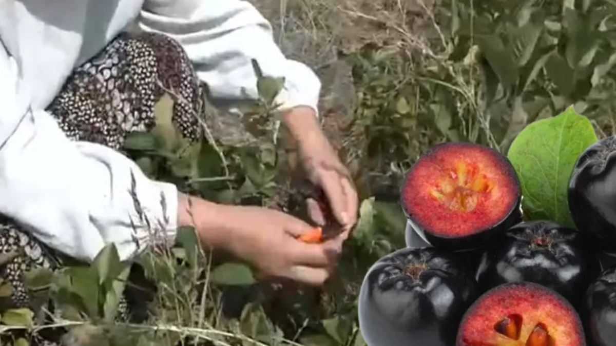 Tokat'ta hasadı başladı! Tam bir şifa deposu! Aronya meyvesi faydaları nelerdir? Aronya nasıl tüketilir?