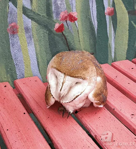 Koronavirüs nedeniyle sokağa çıkmak yasaklanmıştı! Sokakta yıllardır görülmeyen misk kedisi görüntülendi 14