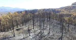 Yanan bölgelere hangi ağaç ekilmeli?