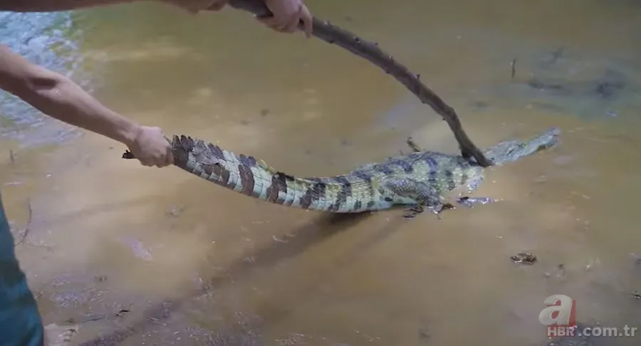 Hayatta kalmak için avladıkları timsahın karnından çıkanlar şoke etti! Mide bulandıran görüntü 8