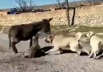 Ankara'da vahşet! Çoban köpeklerini sıpanın üzerine saldı!
