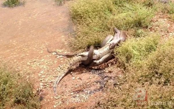 Dev piton ile timsahın yaşam savaşı! O anlar böyle görüntülendi... 10
