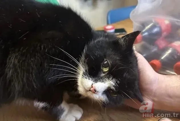 Kayıp Kedinin 9 Yıllık Gizemi Çözüldü: Sahte Kimlikle Yaşıyormuş! 10