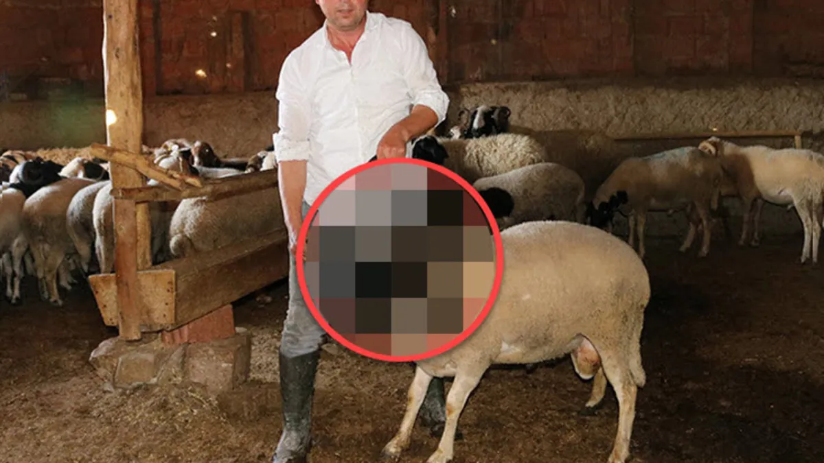 Kurban Bayramı için satılığa çıkardı! Bu koçları görenler şaşkına dönüyor