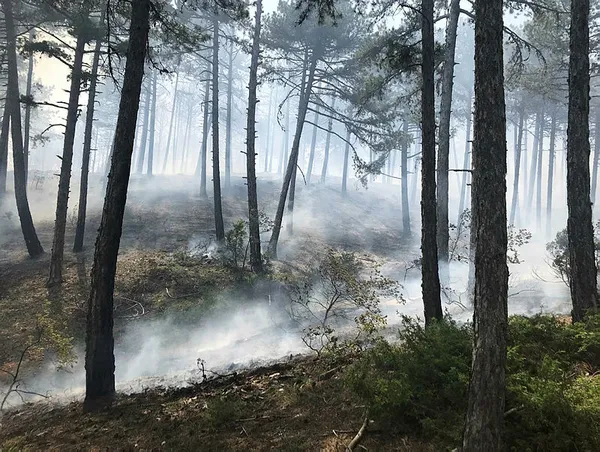 Son dakika: Uşak'ta orman yangını - 3