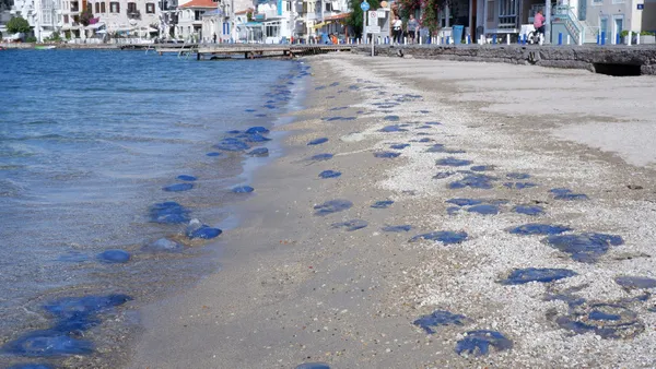 1699882789847.jpg Turizmi ve balıkçılığı olumsuz etkiledi! Foça'da denizanası istilası - 2