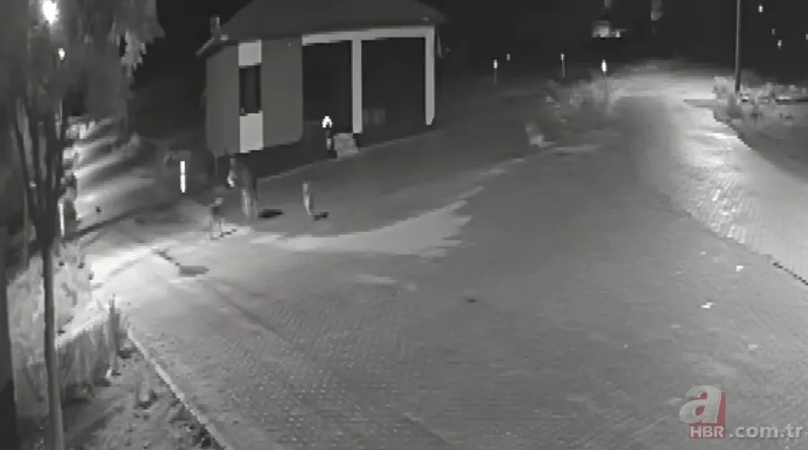 Kurt sürüsü sokak ortasında saldırıp paramparça etti! İşte korkunç anlar 12