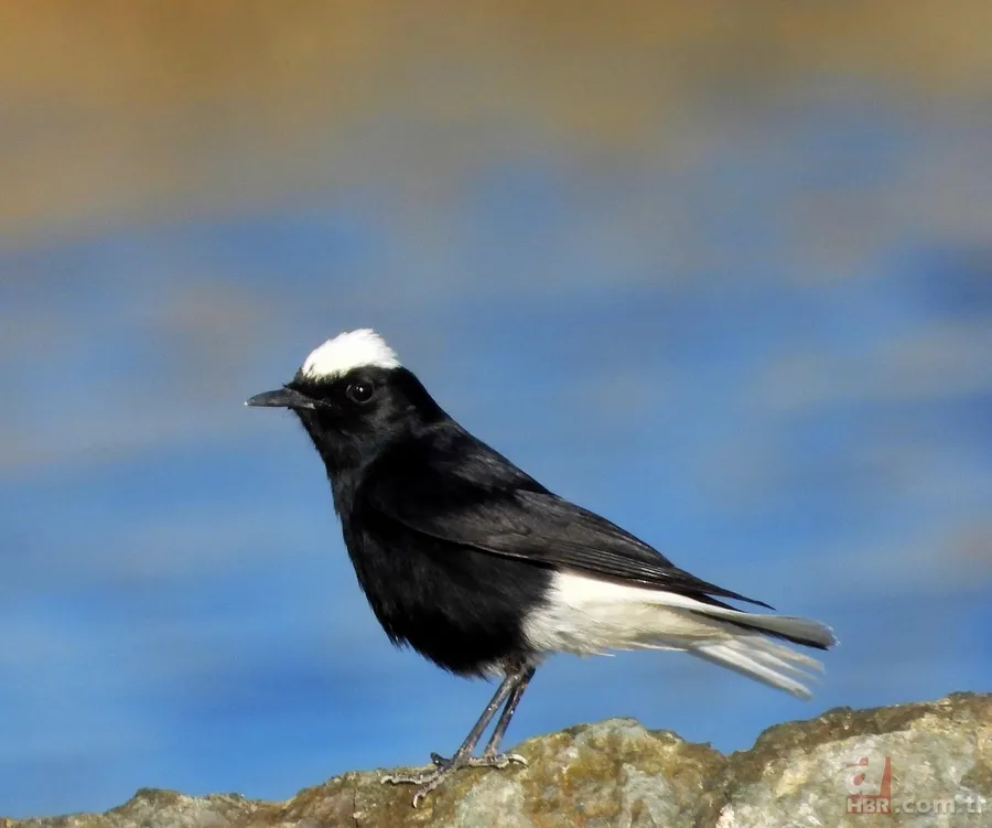 Türkiye'de ilk kez fotoğraflandı! Nadir görülen kuş Hatay'da böyle görüntülendi 2