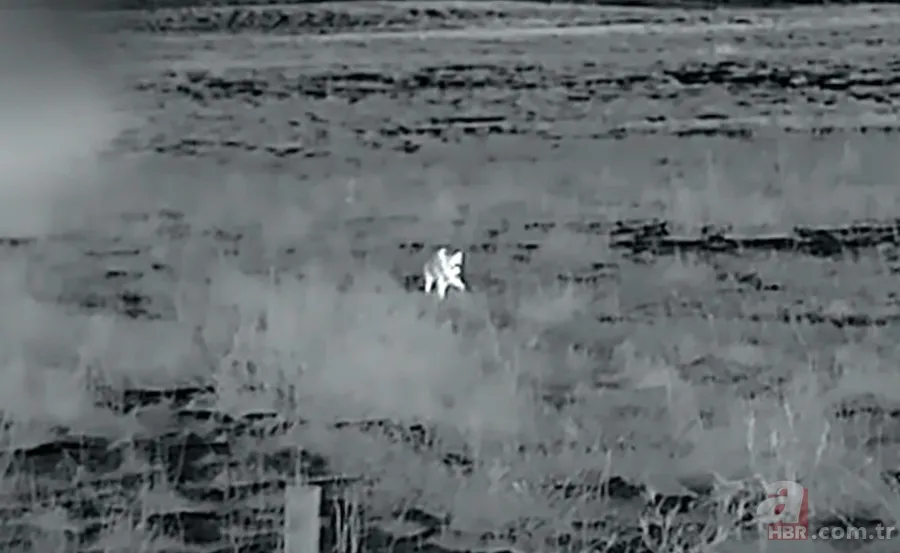 Kurtlar inek çiftliğini bastı! Sığırlarını kaybeden sahibi çözümü katliamda buldu | Bu görüntüler dehşete düşürdü 6