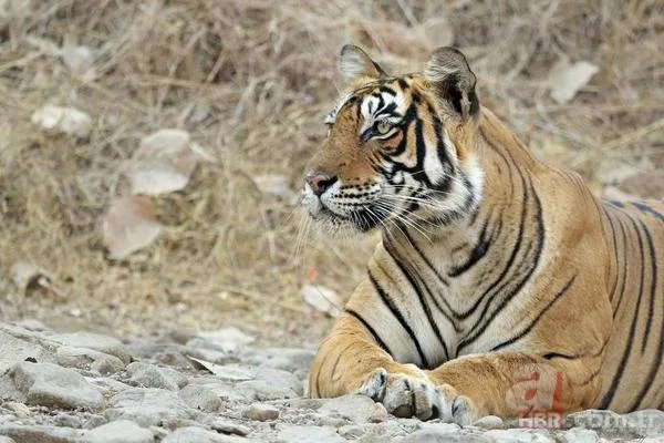 Vahşi doğadan inanılmaz görüntüler 5