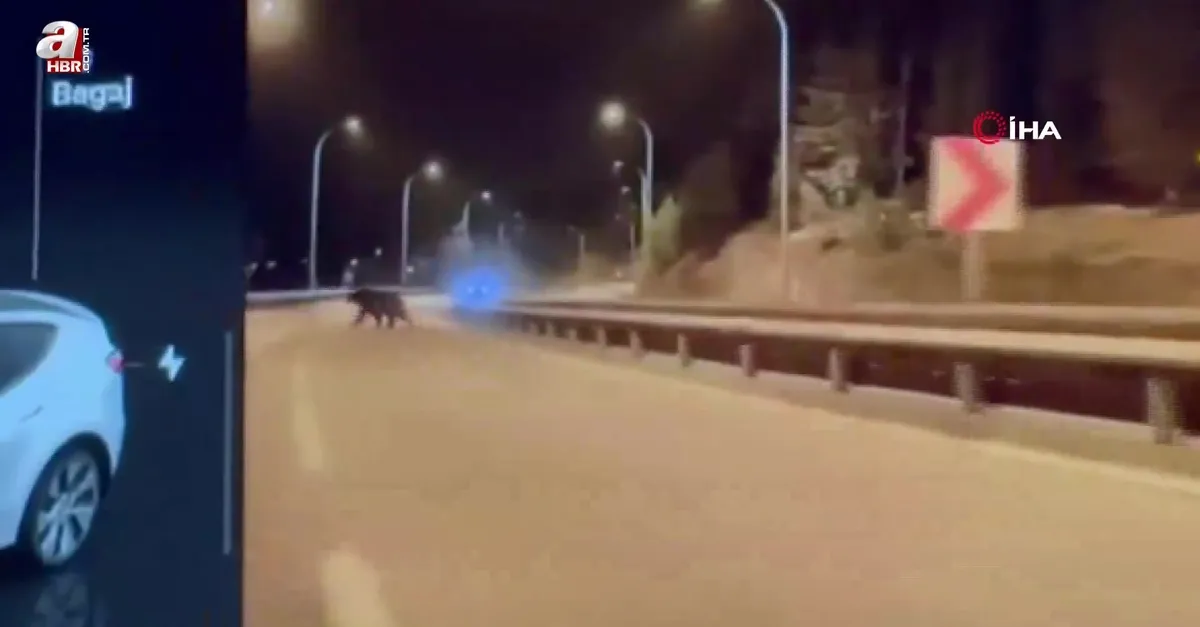 Bilecik'te ayı ana yola indi