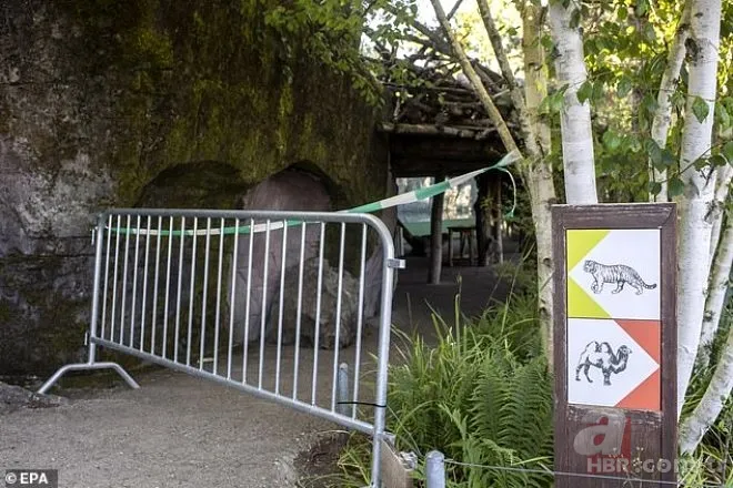 Şehirde maymun istilası! Birbirlerine saldırdılar 13