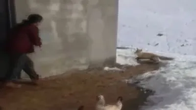 Tavuklarına göz diken tilkiyle sohbet etti