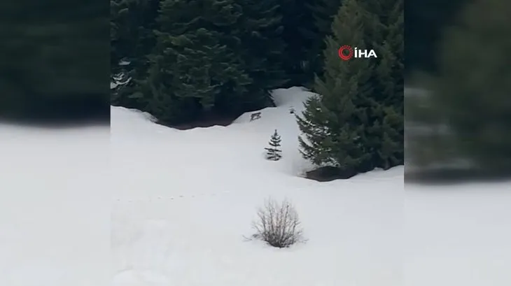 Yayla evinin davetsiz misafirleri! Aynı gün içinde kamerada