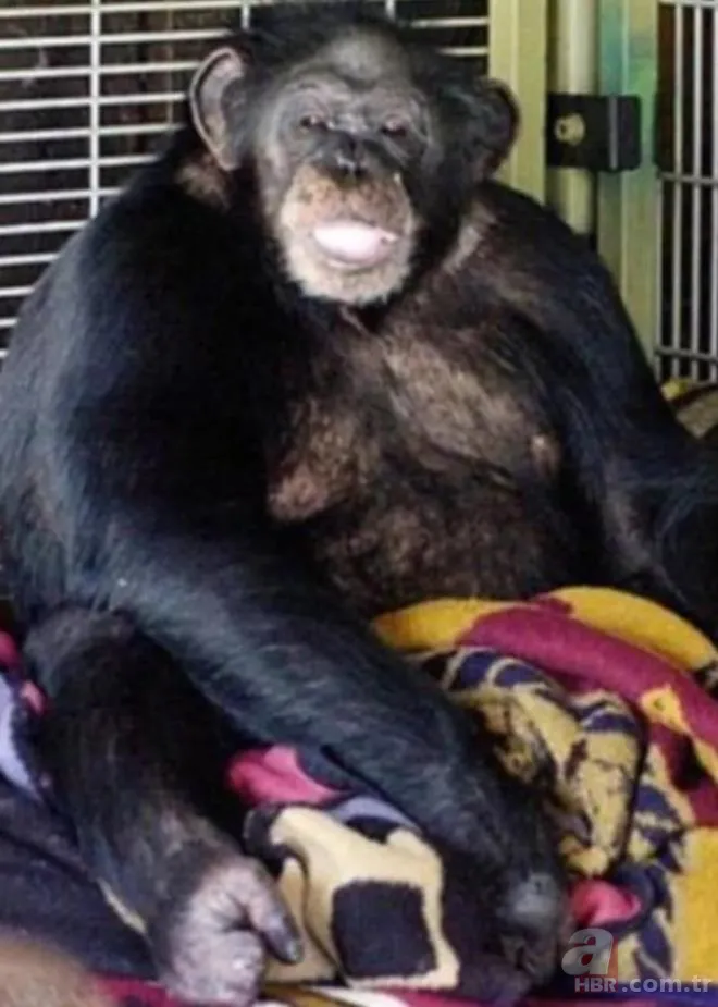 Evcil maymun genç kadını saniyeler içinde parçaladı! Kana susamış haldeydi | Dehşet dolu anların telefon kaydı kan dondurdu 10