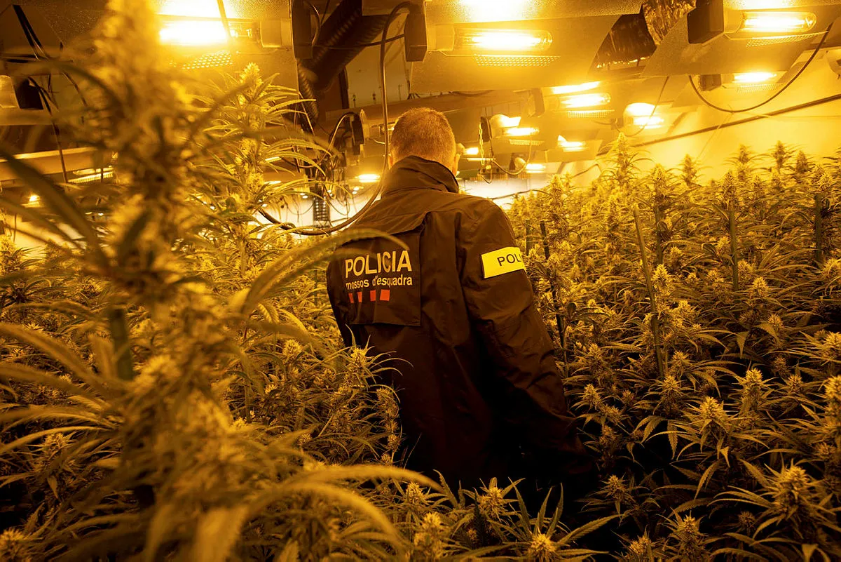 İspanya’da film gibi uyuşturucu operasyonu! 2 ton esrar ele geçirildi...