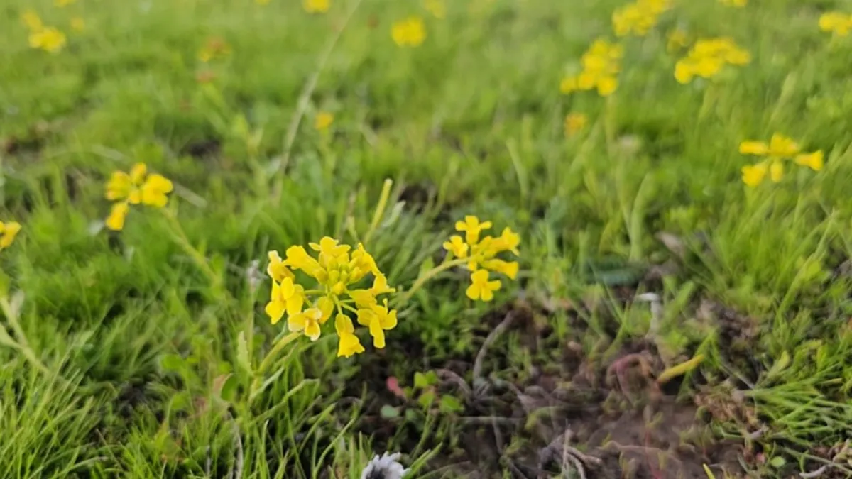 Bitlis'in saklı güzellikleri göz kamaştırdı: Cil Gölü ve Sütey Yaylası
