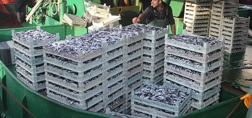 Hamsinin kilogramı 8 liraya düştü