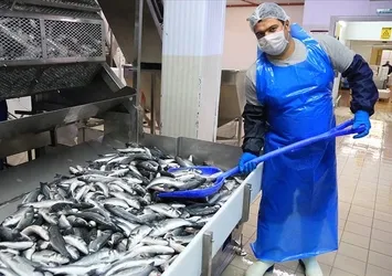 Tarım kentinden Avrupa'ya alabalık ihracatı