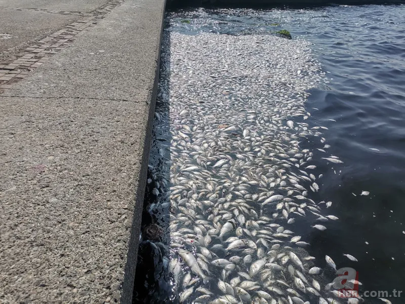 İzmir'de halkı isyan ettiren görüntüler! Karada çöp dağları, havada pis koku ve denizde balık ölümleri... 22