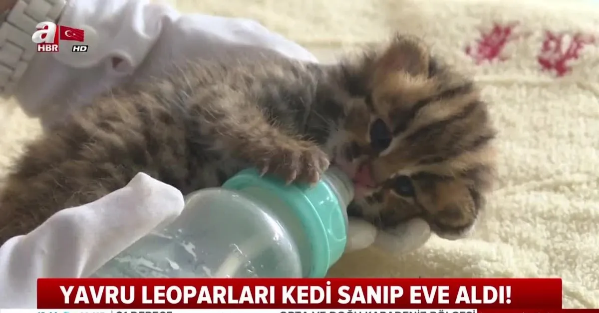 Yavru Leoparlari Kedi Sanip Eve Getirdi Ahaber Video Izle