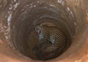 Su kuyusuna düşen leopar böyle kurtarıldı