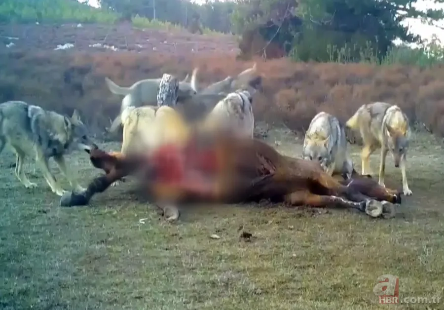 Kurt sürüsü köpeğe böyle saldırdı! Sahibi… 8
