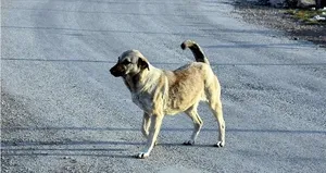 Köpek saldırılarında emsal gibi karar!