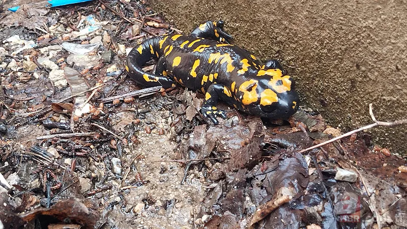 Bacavan Yaylası'nda görüntülendi! Defalarca fotoğrafını çektiler 2